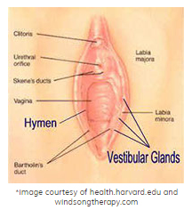 anatomy-of-the-vulva