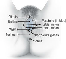 vulvar-anatomy